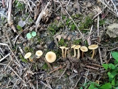 Crepidotus subfulviceps