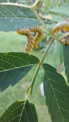 Pristiphora geniculata