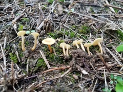 Crepidotus subfulviceps