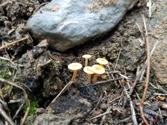 Crepidotus subfulviceps