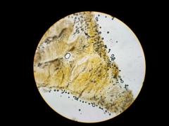 Crepidotus subfulviceps