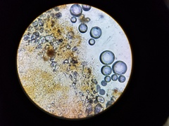 Crepidotus subfulviceps