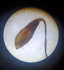 Ptychostomum pallescens