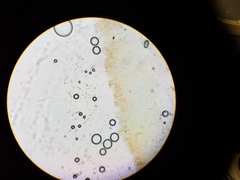 Crepidotus subfulviceps