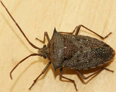 Neagenor spinosus