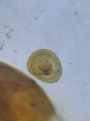 Ptychostomum pallescens