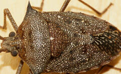 Neagenor spinosus