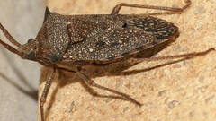 Neagenor spinosus