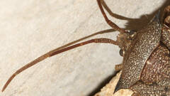 Neagenor spinosus