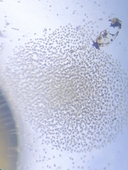 Ptychostomum pallescens