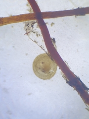 Ptychostomum pallescens