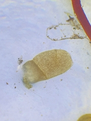 Ptychostomum pallescens