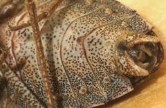 Neagenor spinosus