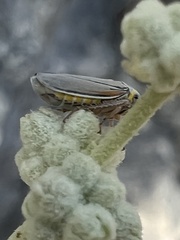 Graphocephala marathonensis