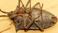 Neagenor spinosus