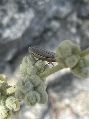 Graphocephala marathonensis