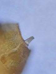 Ptychostomum pallescens