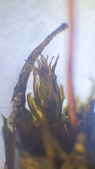 Ptychostomum pallescens