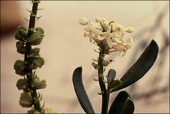 Stackhousia spathulata