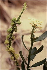 Stackhousia spathulata