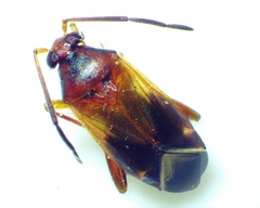 Ceratocapsus modestus
