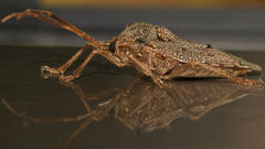 Neagenor spinosus