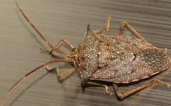 Neagenor spinosus