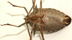 Neagenor spinosus