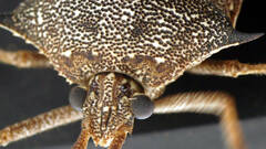 Neagenor spinosus