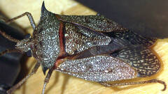 Neagenor spinosus