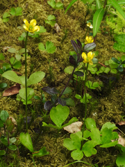 Ranunculus lapponicus