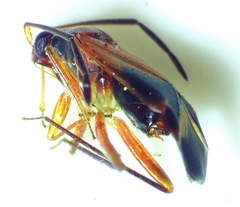 Ceratocapsus modestus