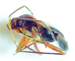 Ceratocapsus modestus