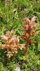 Orobanche alba