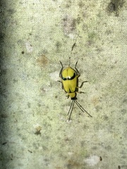 Diabrotica arcuata