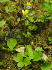 Ranunculus lapponicus