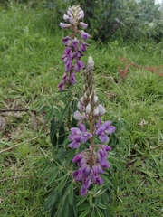 Lupinus montanus