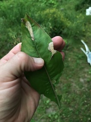 Aristotelia isopelta