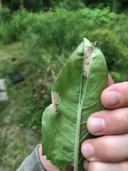 Aristotelia isopelta