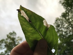 Aristotelia isopelta