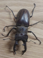 Lucanus maculifemoratus dybowskyi