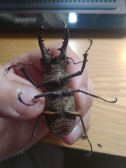 Lucanus maculifemoratus dybowskyi