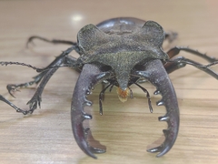 Lucanus maculifemoratus dybowskyi