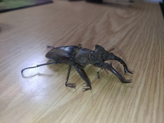 Lucanus maculifemoratus dybowskyi