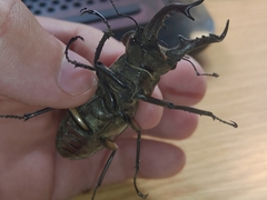 Lucanus maculifemoratus dybowskyi