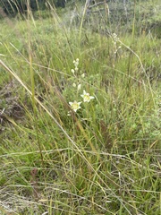 Anticlea elegans glauca