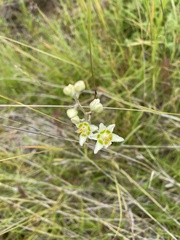 Anticlea elegans glauca