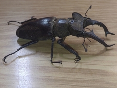 Lucanus maculifemoratus dybowskyi