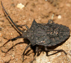 Neagenor spinosus