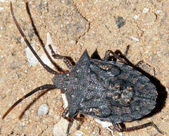 Neagenor spinosus